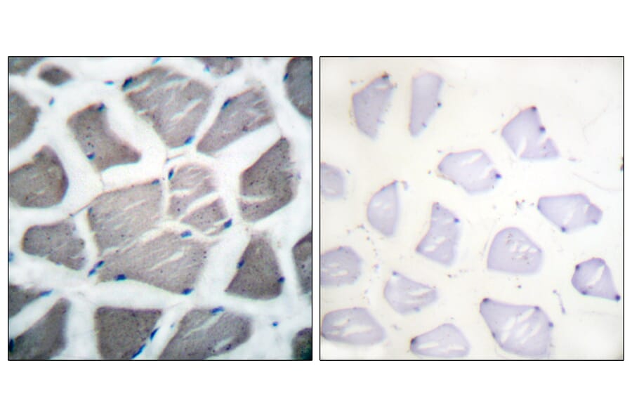 Immunohistochemistry - Anti-Bak Antibody (C0131) - Antibodies.com
