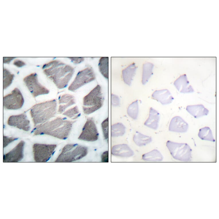 Immunohistochemistry - Anti-Bak Antibody (C0131) - Antibodies.com
