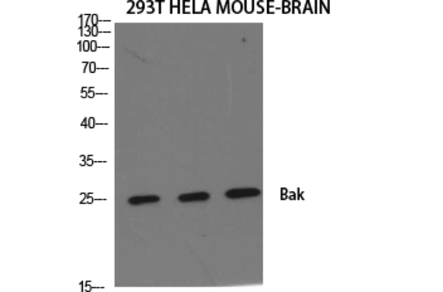 Western Blot - Anti-Bak Antibody (C0131) - Antibodies.com