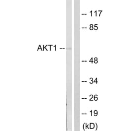 Western Blot - Anti-Akt Antibody (B0407) - Antibodies.com
