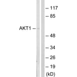 Western Blot - Anti-Akt Antibody (B0407) - Antibodies.com