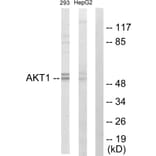 Western Blot - Anti-Akt Antibody (C10531) - Antibodies.com