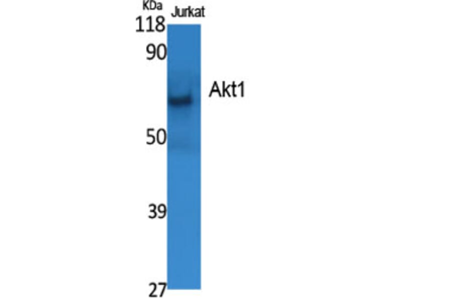Western Blot - Anti-Akt Antibody (C10531) - Antibodies.com