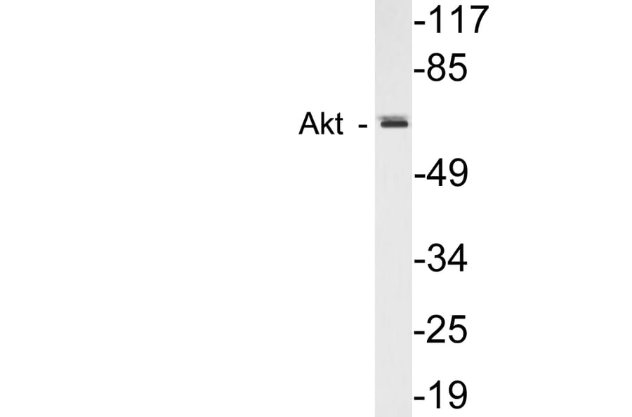 Western Blot - Anti-Akt Antibody (R12-2016) - Antibodies.com