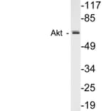 Western Blot - Anti-Akt Antibody (R12-2016) - Antibodies.com