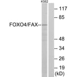 Western Blot - Anti-AFX Antibody (B7088) - Antibodies.com
