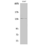 Western Blot - Anti-Abl Antibody (B0404) - Antibodies.com