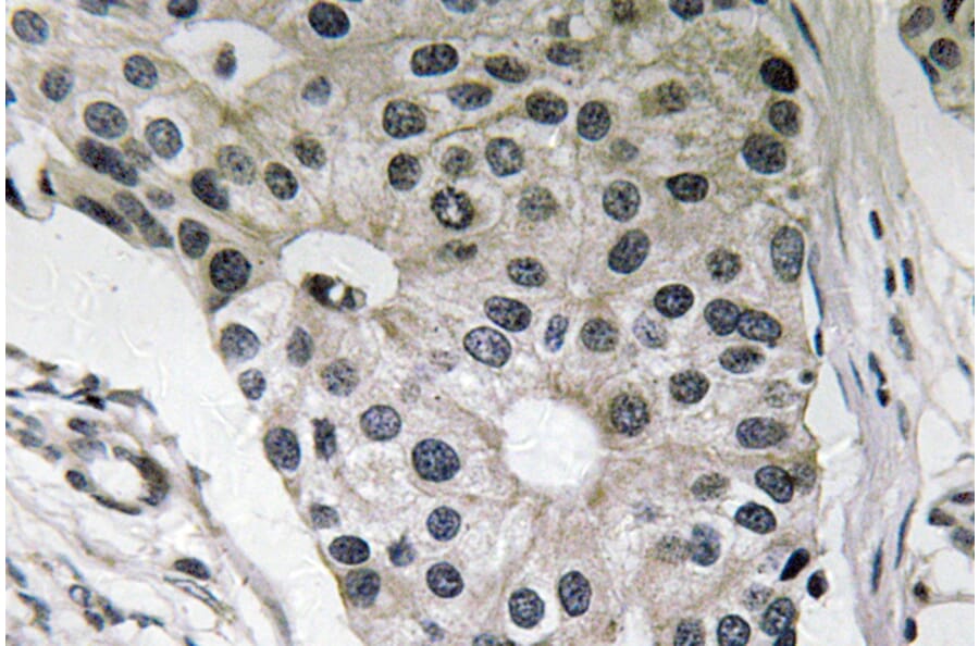 Immunohistochemistry - Anti-Ob Antibody (R12-2278) - Antibodies.com