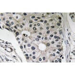 Immunohistochemistry - Anti-Ob Antibody (R12-2278) - Antibodies.com
