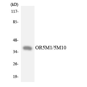 Western blot analysis of the lysates from Jurkat cells using Anti-OR5M1 + OR5M10 Antibody.