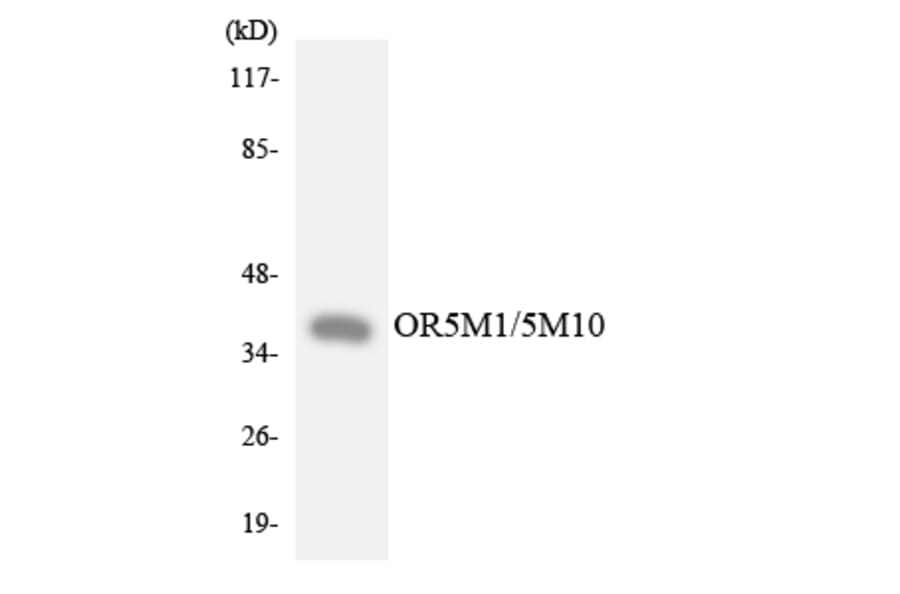 Western Blot - Anti-OR5M1 + OR5M10 Antibody (R12-3239) - Antibodies.com