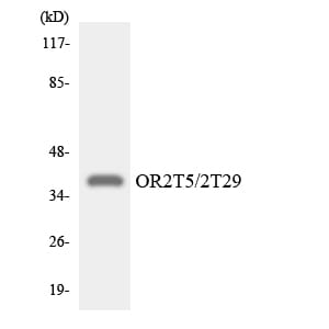 Western blot analysis of the lysates from HeLa cells using Anti-OR2T5 + OR2T29 Antibody.
