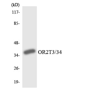 Western blot analysis of the lysates from 293 cells using Anti-OR2T3 + OR2T34 Antibody.