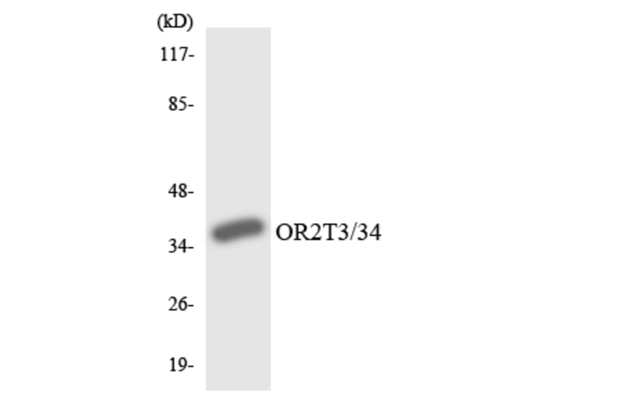 Western Blot - Anti-OR2T3 + OR2T34 Antibody (R12-3174) - Antibodies.com