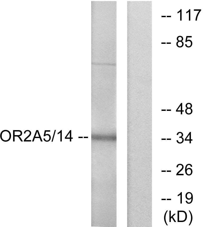 Western blot analysis of lysates from K562 cells using Anti-OR2A5 + OR2A14 Antibody. The right hand lane represents a negative control, where the antibody is blocked by the immunising peptide.