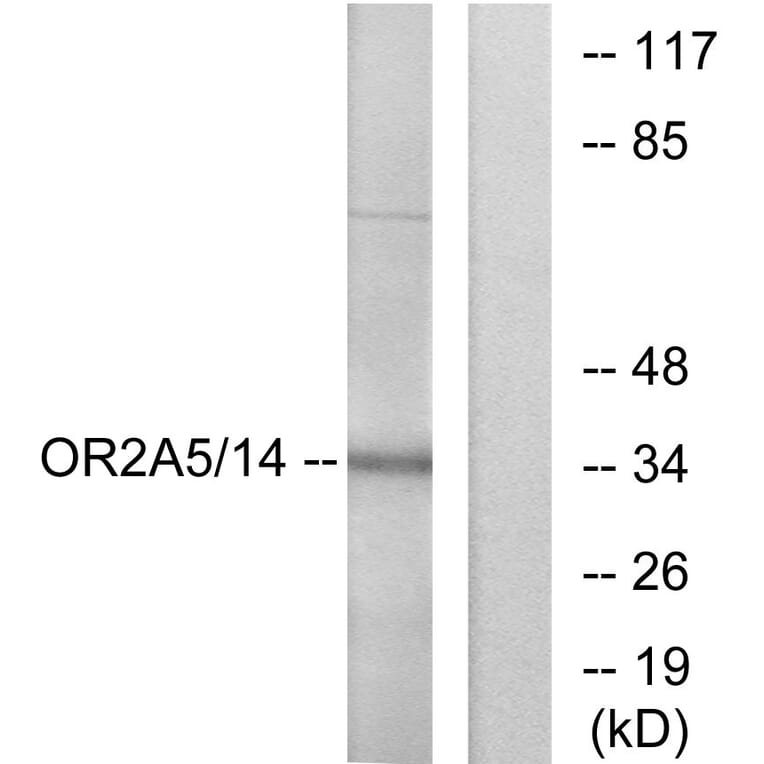 Western Blot - Anti-OR2A5 + OR2A14 Antibody (G429) - Antibodies.com