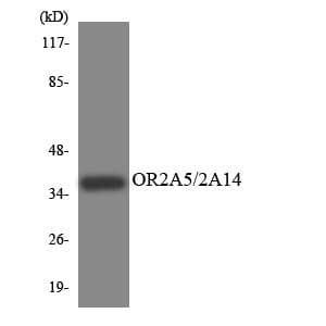 Western blot analysis of the lysates from COLO205 cells using Anti-OR2A5 + OR2A14 Antibody.