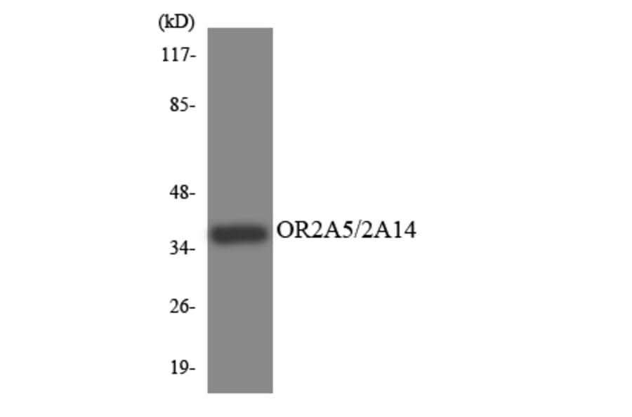Western Blot - Anti-OR2A5 + OR2A14 Antibody (R12-3158) - Antibodies.com