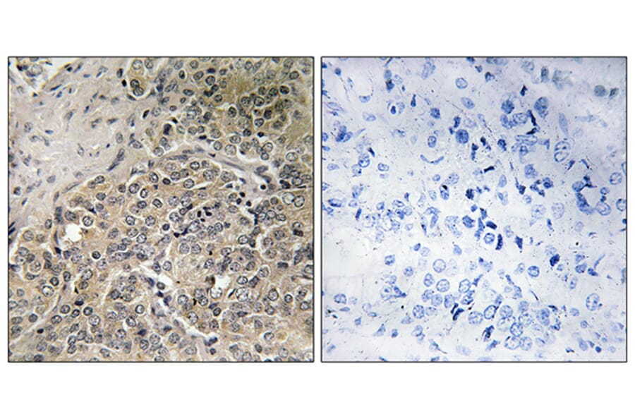 Immunohistochemistry - Anti-A26C2 + A26C3 Antibody (C17976) - Antibodies.com