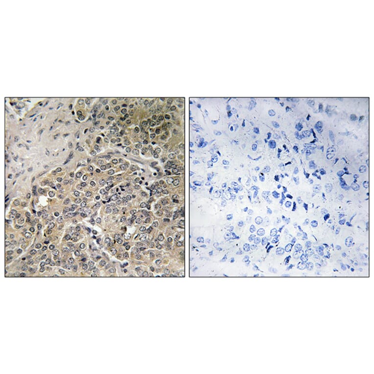 Immunohistochemistry - Anti-A26C2 + A26C3 Antibody (C17976) - Antibodies.com