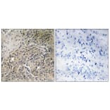 Immunohistochemistry - Anti-A26C2 + A26C3 Antibody (C17976) - Antibodies.com