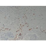 Immunohistochemistry - Anti-Mammaglobin Antibody (V0091) - Antibodies.com