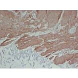 Immunohistochemistry - Anti-Calponin 1 Antibody (V0013) - Antibodies.com