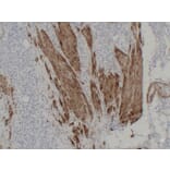 Immunohistochemistry - Anti-Calponin 1 Antibody (V0013) - Antibodies.com