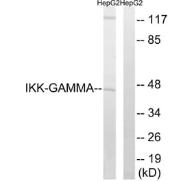 Western Blot - Anti-IKK-gamma Antibody (B0443) - Antibodies.com