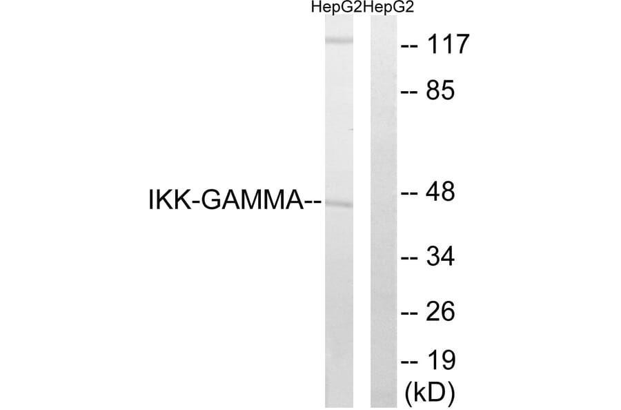 Western Blot - Anti-IKK-gamma Antibody (B0443) - Antibodies.com