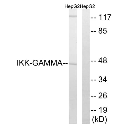 Western Blot - Anti-IKK-gamma Antibody (B0443) - Antibodies.com