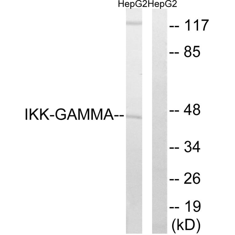 Western Blot - Anti-IKK-gamma Antibody (B0443) - Antibodies.com