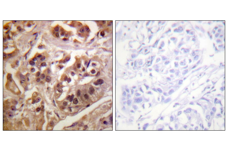 Immunohistochemistry - Anti-IKK-gamma Antibody (B0443) - Antibodies.com