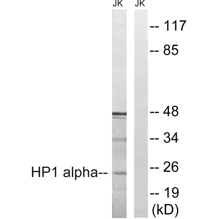 Western Blot - Anti-HP1 alpha Antibody (B8262) - Antibodies.com