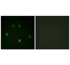 Immunofluorescence - Anti-Cyclin E1 Antibody (B0636) - Antibodies.com