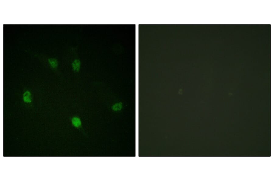 Immunofluorescence - Anti-Cyclin E1 Antibody (B0636) - Antibodies.com