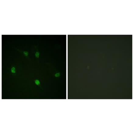 Immunofluorescence - Anti-Cyclin E1 Antibody (B0636) - Antibodies.com