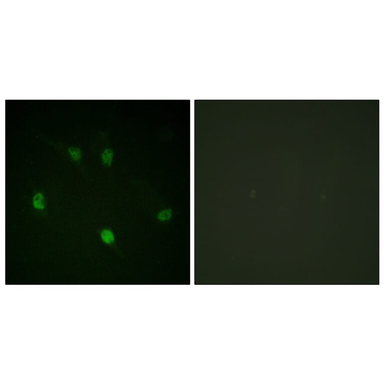 Immunofluorescence - Anti-Cyclin E1 Antibody (B0636) - Antibodies.com