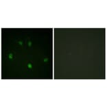 Immunofluorescence - Anti-Cyclin E1 Antibody (B0636) - Antibodies.com