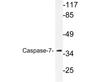 Western Blot - Anti-Caspase-7 Antibody (R12-2055) - Antibodies.com