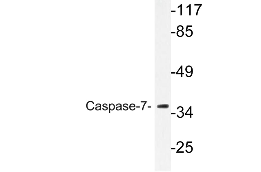 Western Blot - Anti-Caspase-7 Antibody (R12-2055) - Antibodies.com