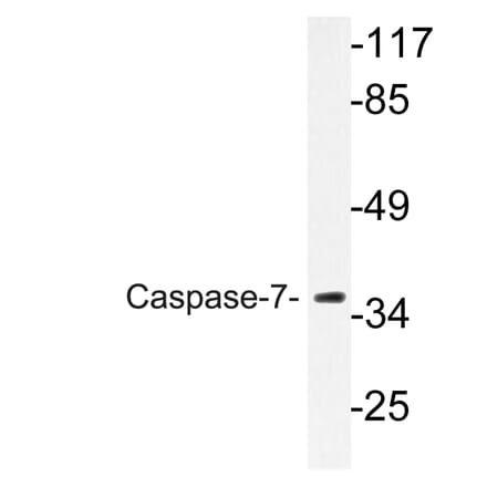 Western Blot - Anti-Caspase-7 Antibody (R12-2055) - Antibodies.com