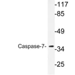 Western Blot - Anti-Caspase-7 Antibody (R12-2055) - Antibodies.com