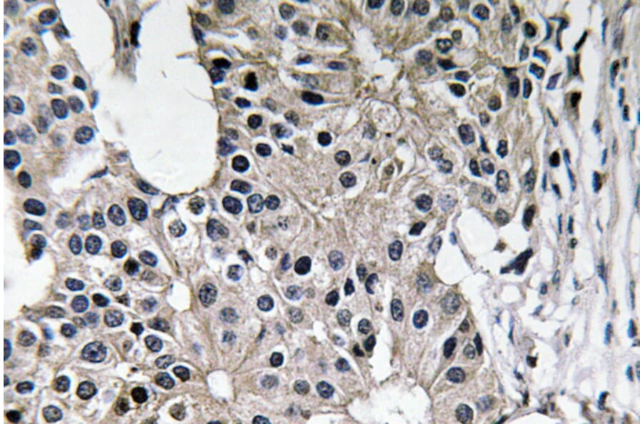 Immunohistochemistry - Anti-Caspase-7 Antibody (R12-2055) - Antibodies.com