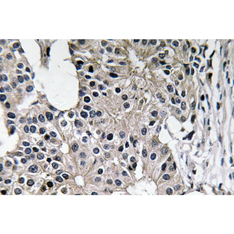 Immunohistochemistry - Anti-Caspase-7 Antibody (R12-2055) - Antibodies.com