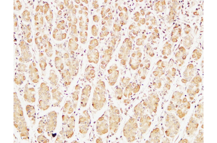 Immunohistochemistry - Anti-Caspase-7 Antibody (R12-2055) - Antibodies.com