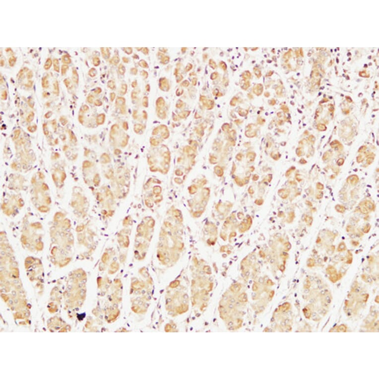 Immunohistochemistry - Anti-Caspase-7 Antibody (R12-2055) - Antibodies.com