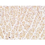 Immunohistochemistry - Anti-Caspase-7 Antibody (R12-2055) - Antibodies.com