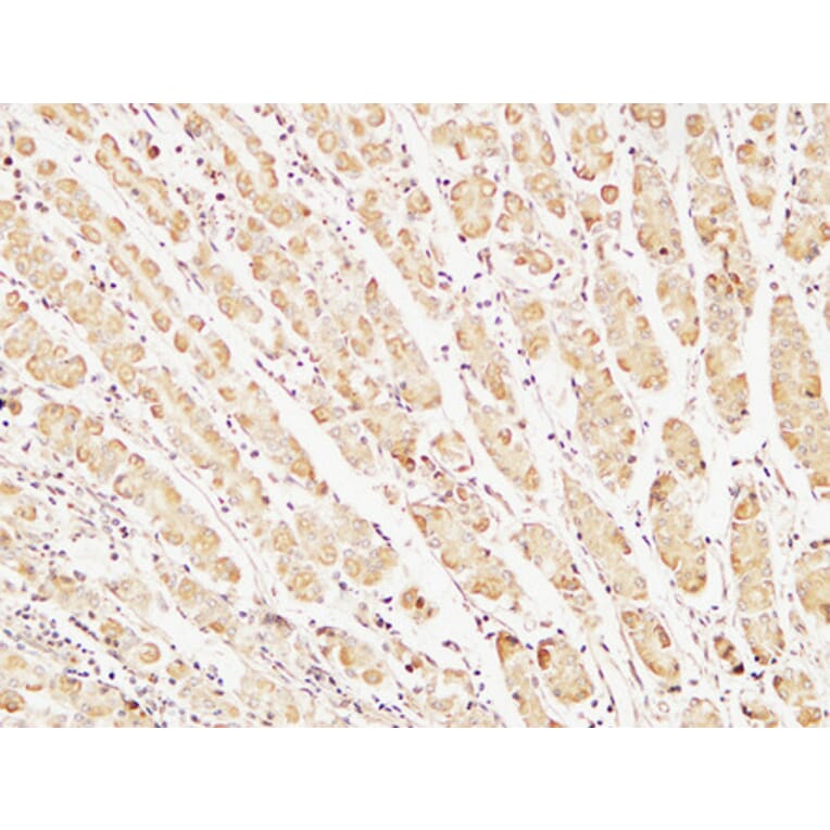 Immunohistochemistry - Anti-Caspase-7 Antibody (R12-2055) - Antibodies.com