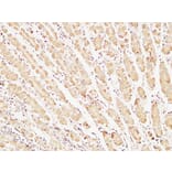 Immunohistochemistry - Anti-Caspase-7 Antibody (R12-2055) - Antibodies.com